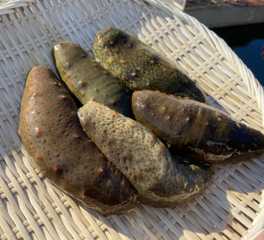 【広島・江田島産】と青ナマコとサザエのセット