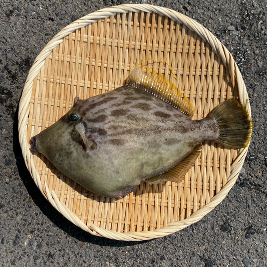 本日限定!【江田島産】天然 カワハギ 1匹700g