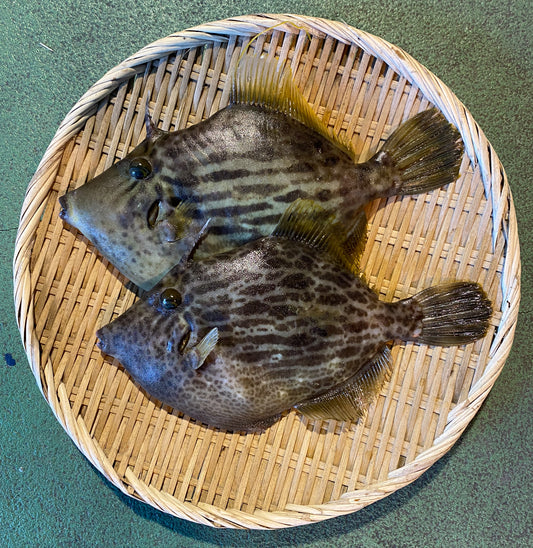 【広島・江田島産】カワハギ 2匹(約1kg)
