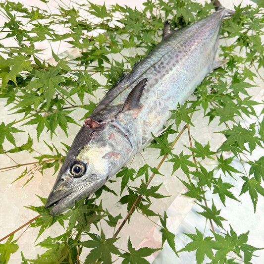 【今が旬!】天然サワラ(鰆)