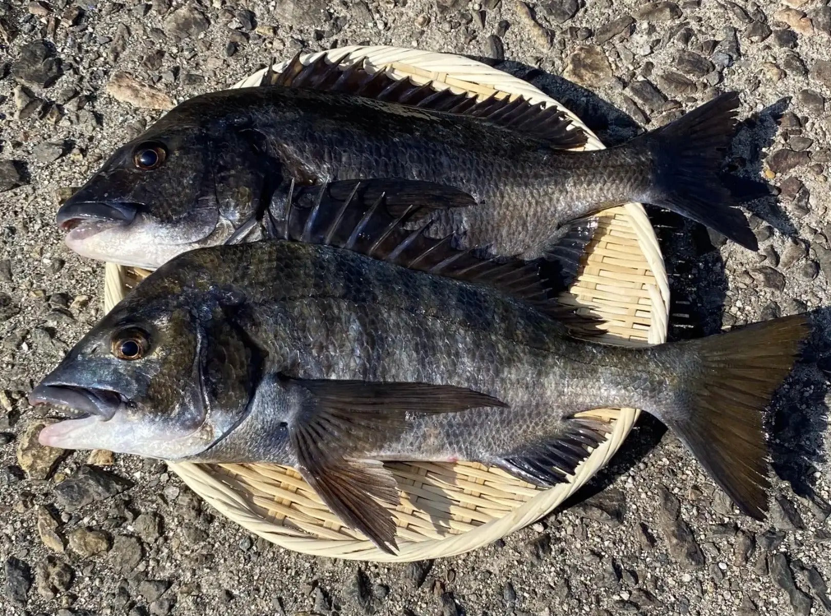 広島・江田島産】天然チヌ（黒鯛） – マルキ水産