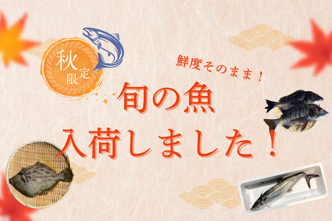 鮮度そのまま！秋の旬の魚を入荷しました！
