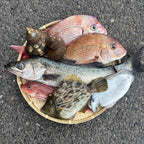 瀬戸内のめぐみ　旬の詰め合わせ！