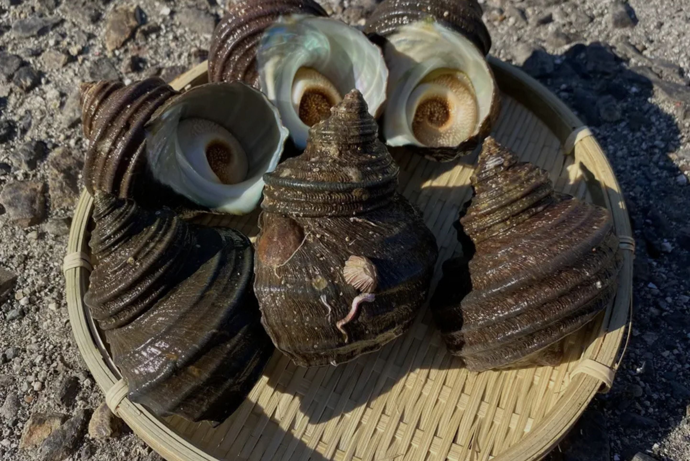 【広島・江田島産】赤ナマコとサザエのセット