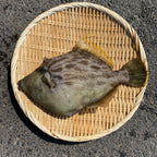 本日限定！【江田島産】天然 カワハギ  1匹700g