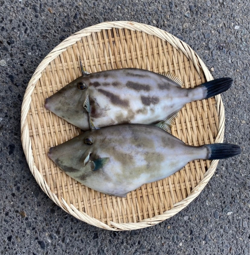 【本日 19:00まで】ウマヅラハギ 2匹 1kg