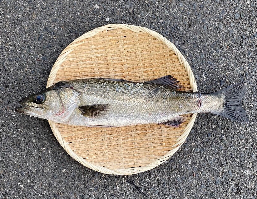 【江田島産】天然スズキ