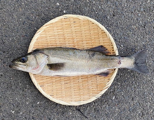 【江田島産】天然スズキ