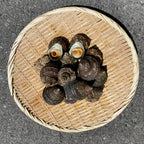 【江田島産】天然サザエ(小サイズ）