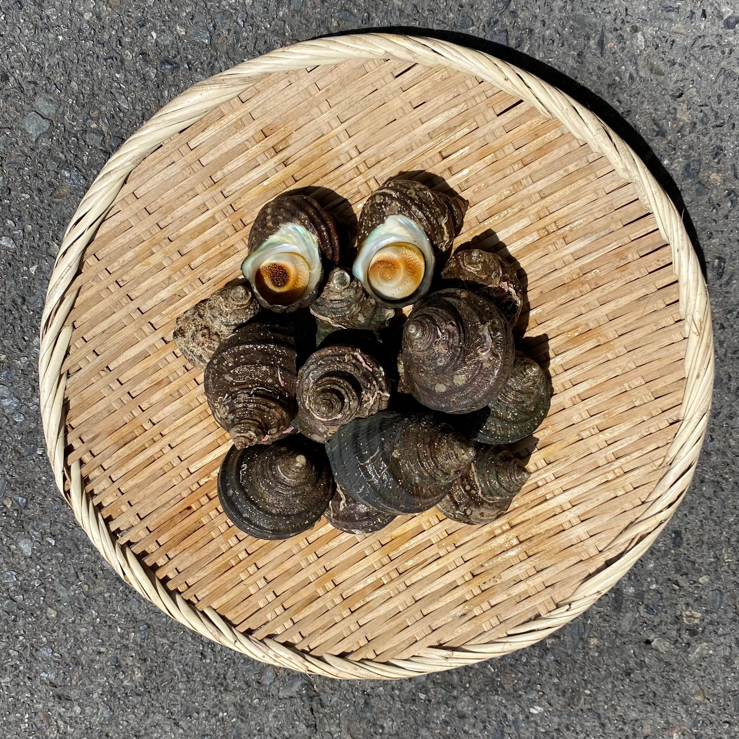 【江田島産】天然サザエ(小サイズ）