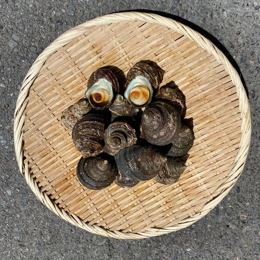 【江田島産】天然サザエ(小サイズ）