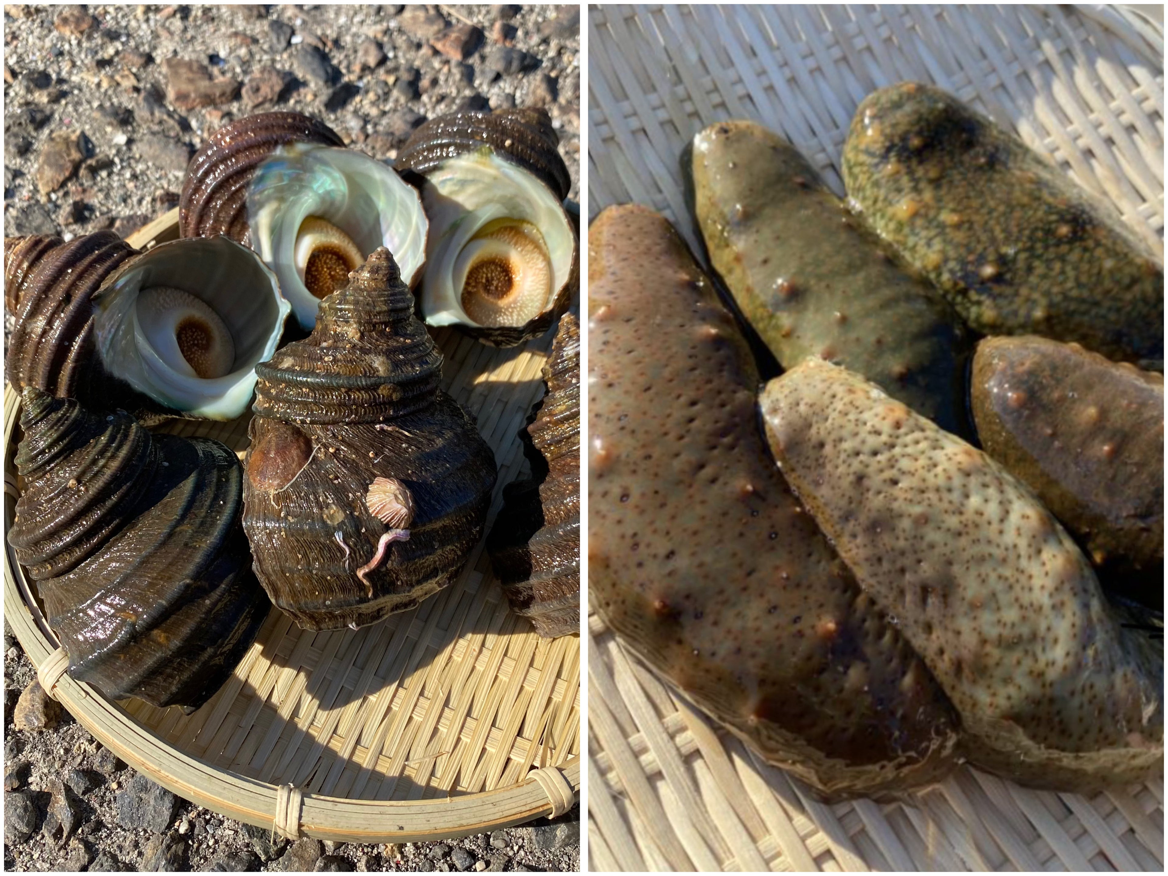 【広島・江田島産】と青ナマコとサザエのセット