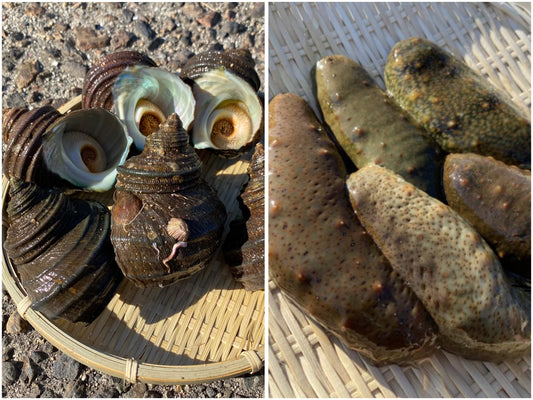 【広島・江田島産】と青ナマコとサザエのセット