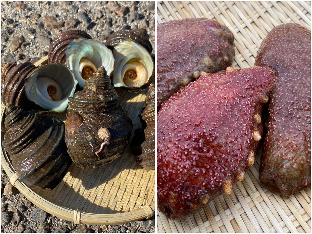 【広島・江田島産】赤ナマコとサザエのセット