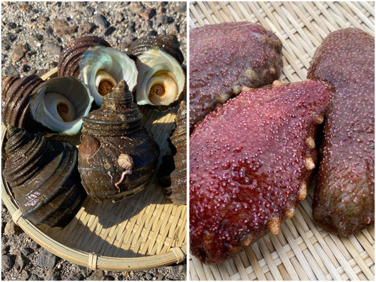 【広島・江田島産】赤ナマコとサザエのセット