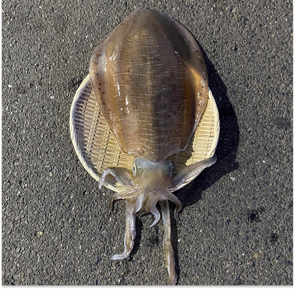 モンゴウイカ(カミナリイカ)