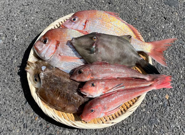 瀬戸内の鮮魚詰め合わせセット!