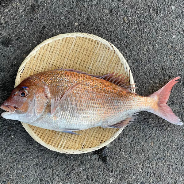 【江田島産】天然 マダイ(真鯛)