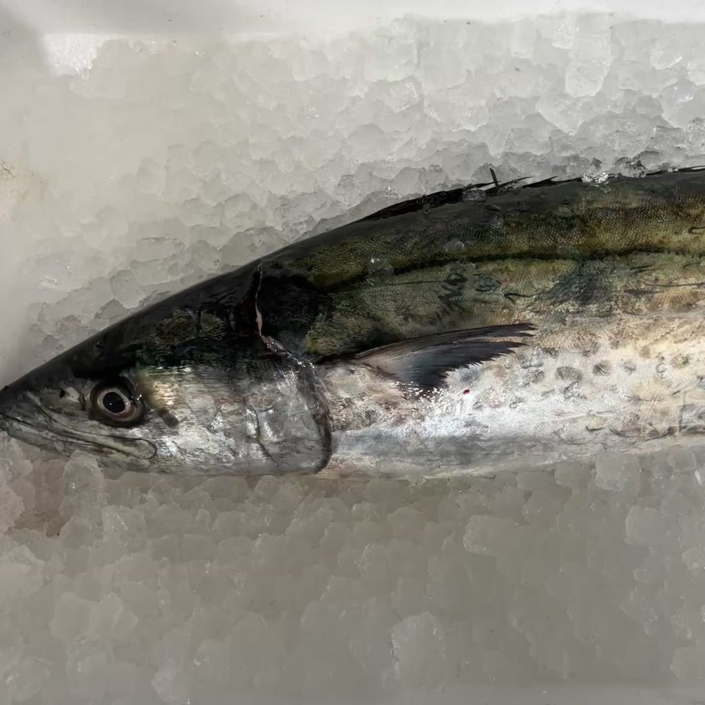 【今が旬！】天然サワラ(鰆）