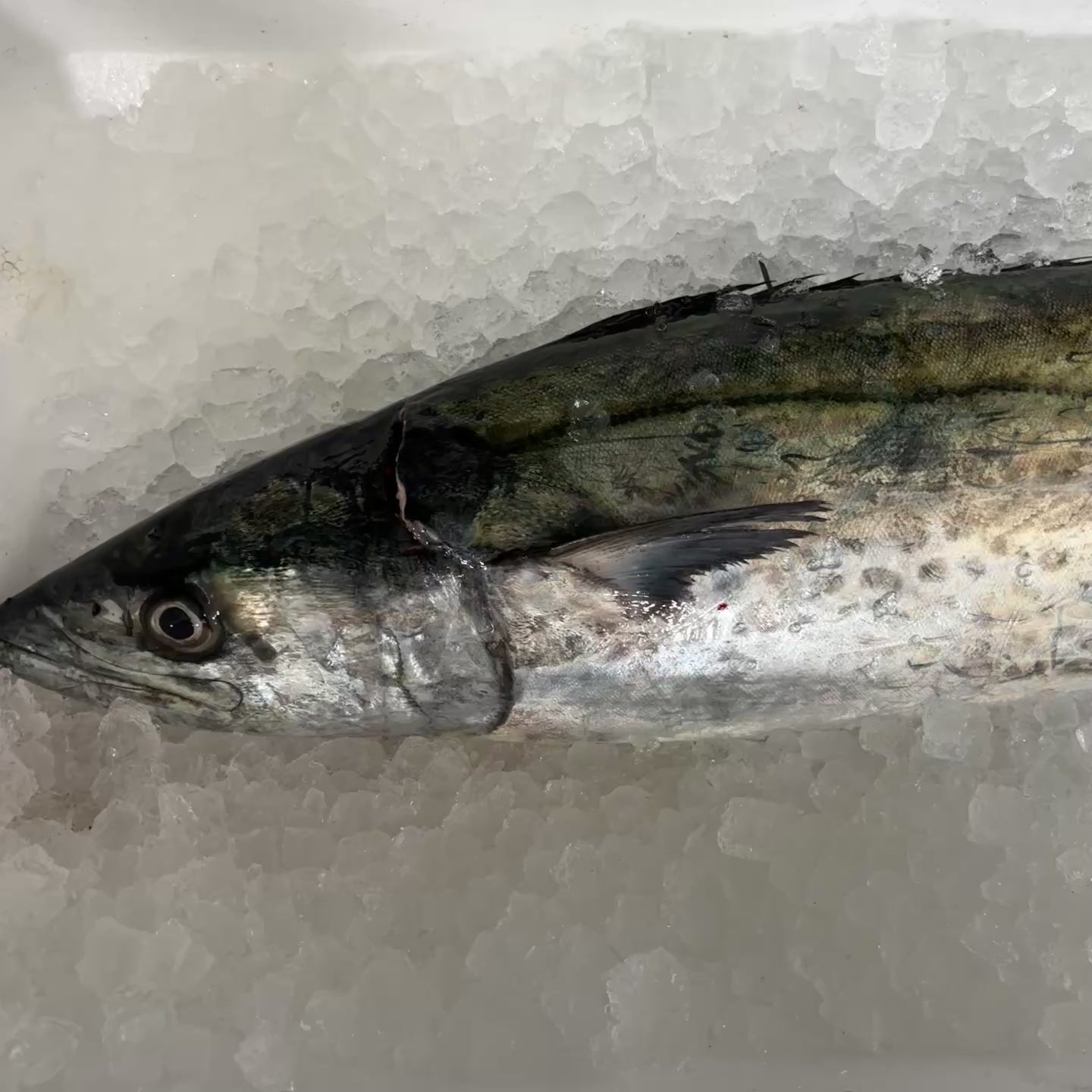 【今が旬！】天然サワラ(鰆）