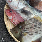 瀬戸内のめぐみ　旬の詰め合わせ！