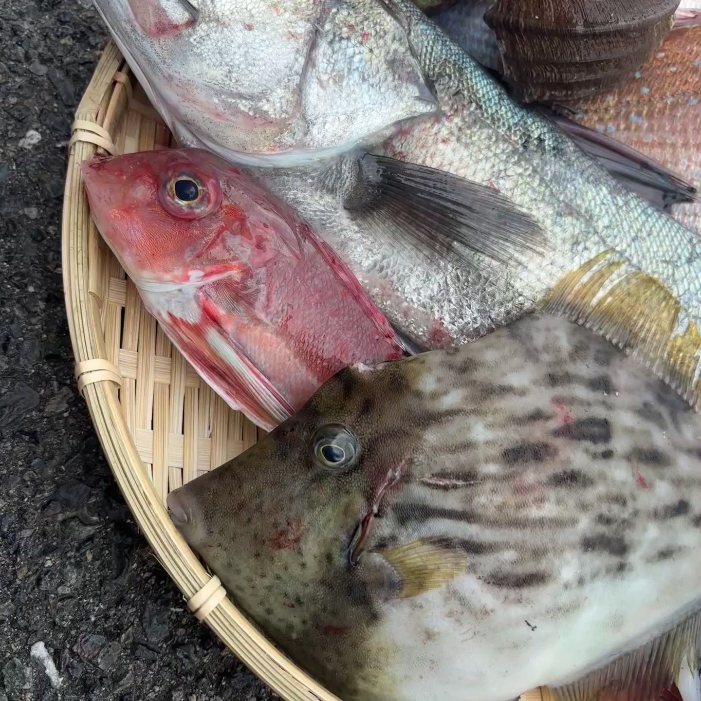 瀬戸内のめぐみ　旬の詰め合わせ！